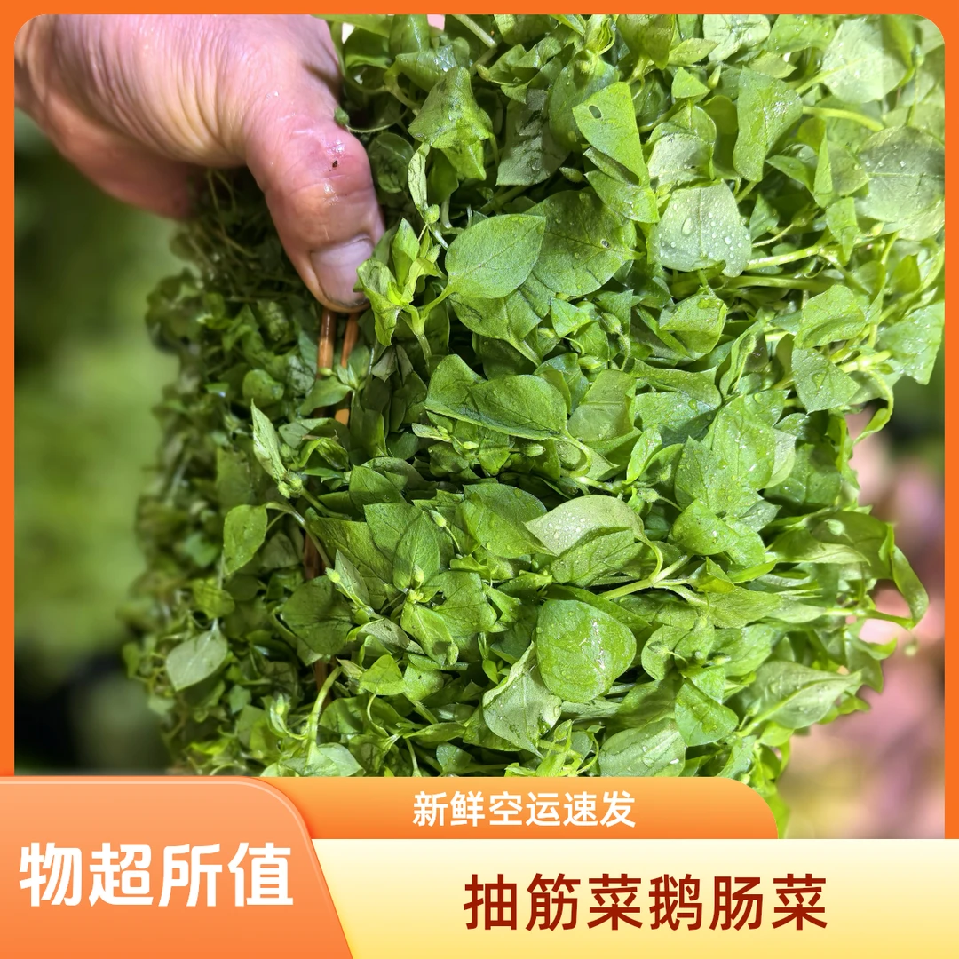 （空运）抽筋菜可煮汤可涮火锅新鲜嫩芽