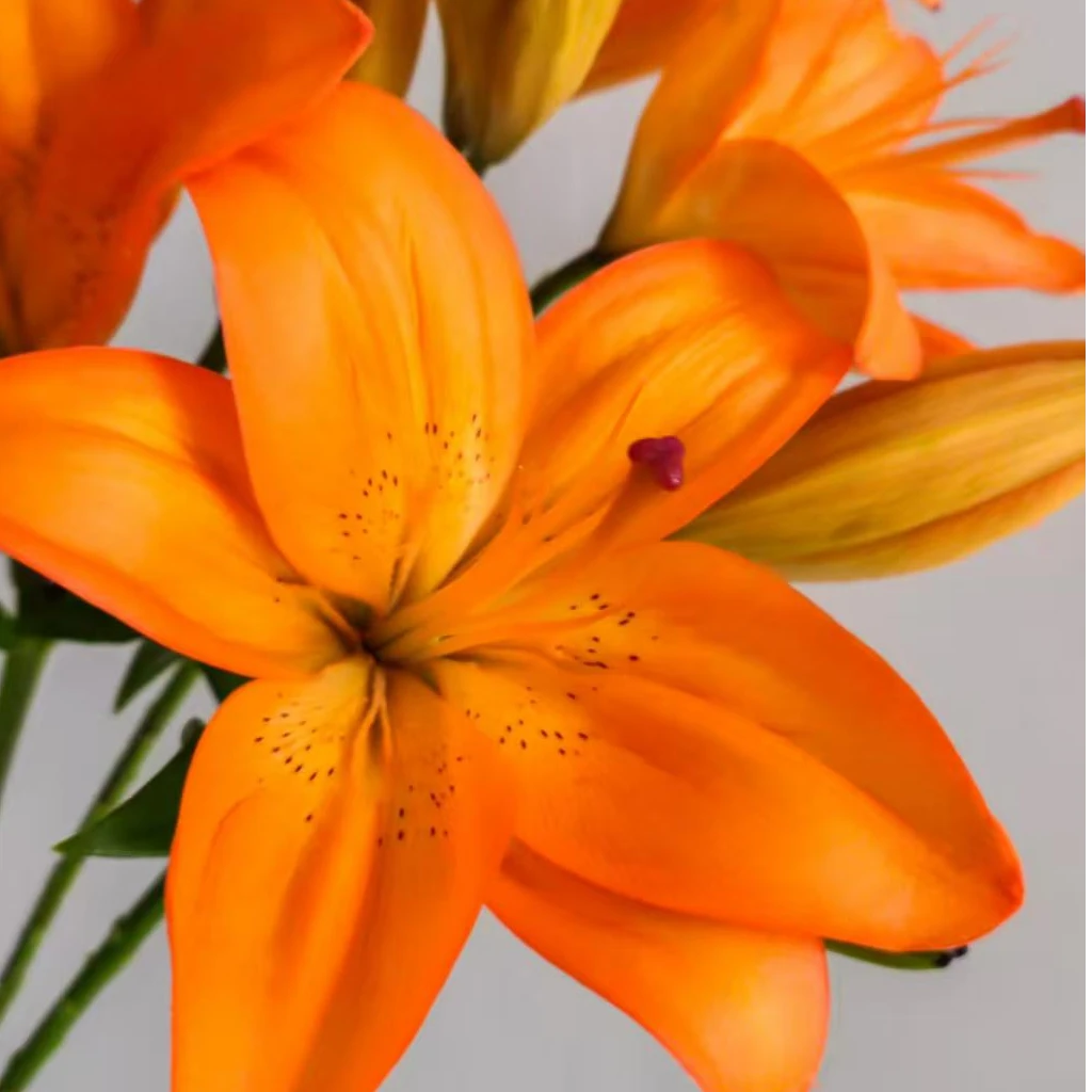 【亚洲百合】橙色无香中小花型 东北鲜花产地直发顺丰包邮