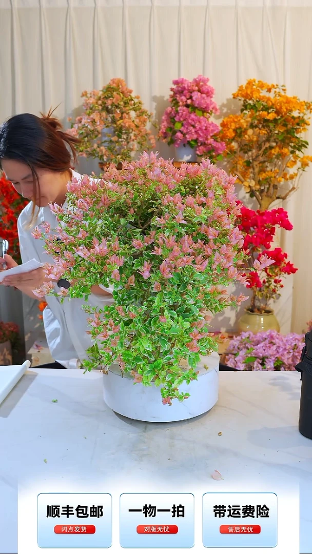 大部分开放少量花苞少女心