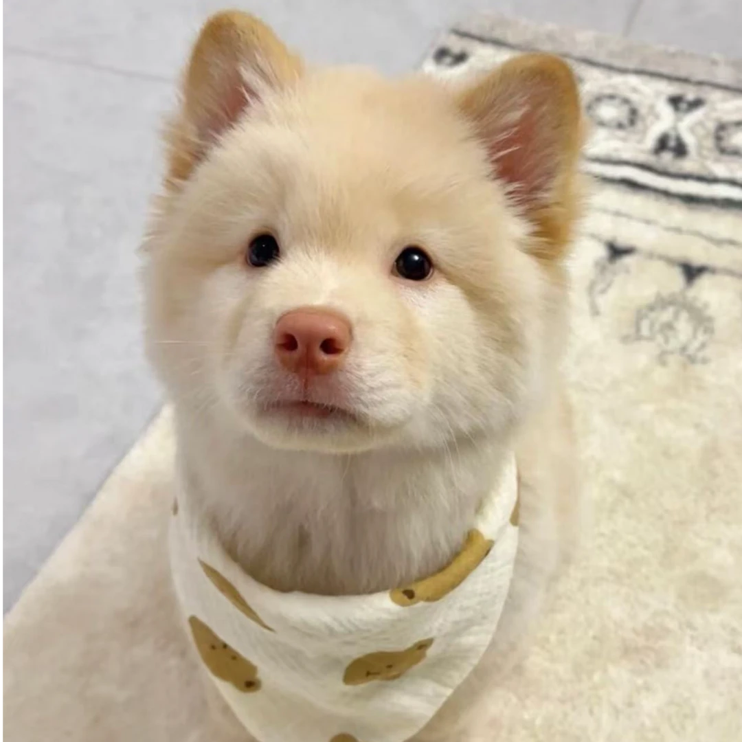 【广西田园犬晓晓同学】狗狗活体通用链接