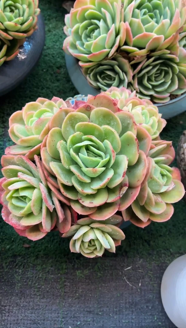A24血斑杂有点大  满20包邮发货