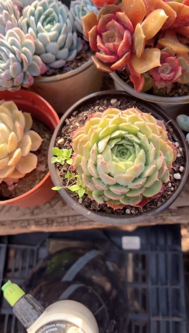 咩*?跃跃精品多肉09201