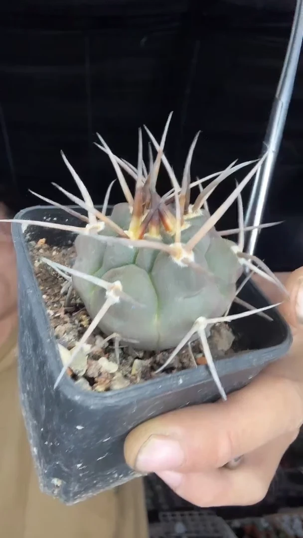 实生守金魔天龙39.99配货看图