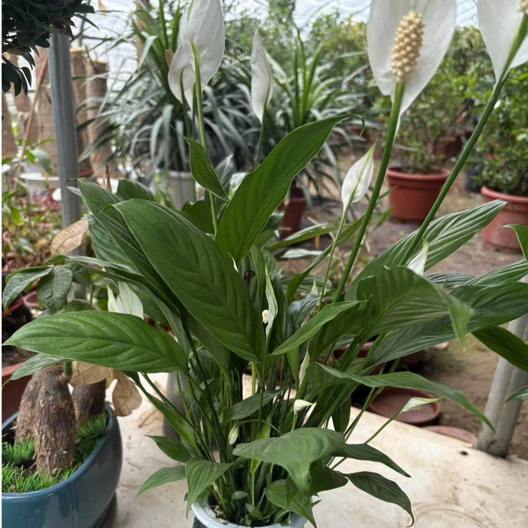 室内盆栽白掌一帆风顺绿植吸甲醛召唤，拉萨发货，西藏包邮三件套