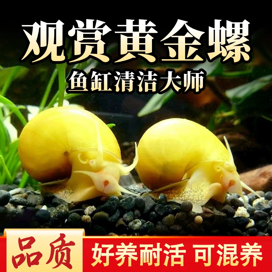 【清洁】观赏鱼斑马鱼黄金螺除藻螺观赏螺鱼缸清洁螺