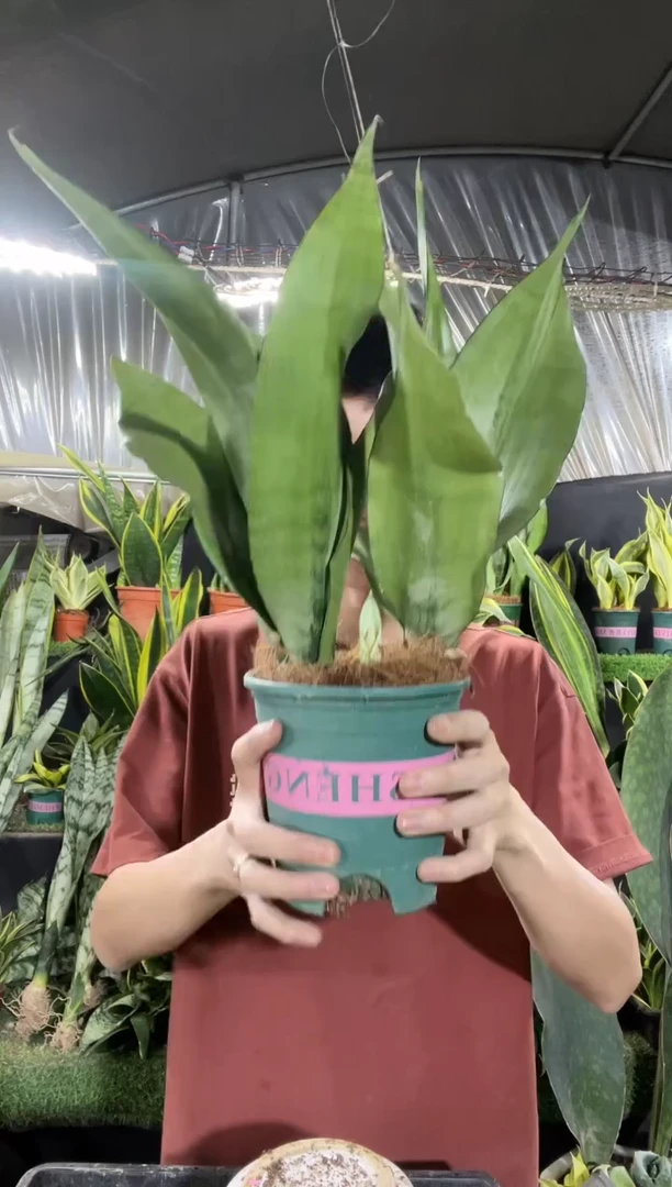 白玉兰带盆土18.8