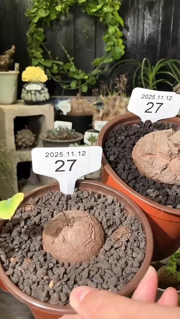 27号1112福利南非龟甲龙买一送一送刨花