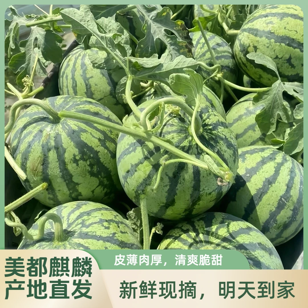 【明天到】头茬麒麟西瓜现采现摘脆甜 2500g-4500g西瓜同城送新鲜云南省