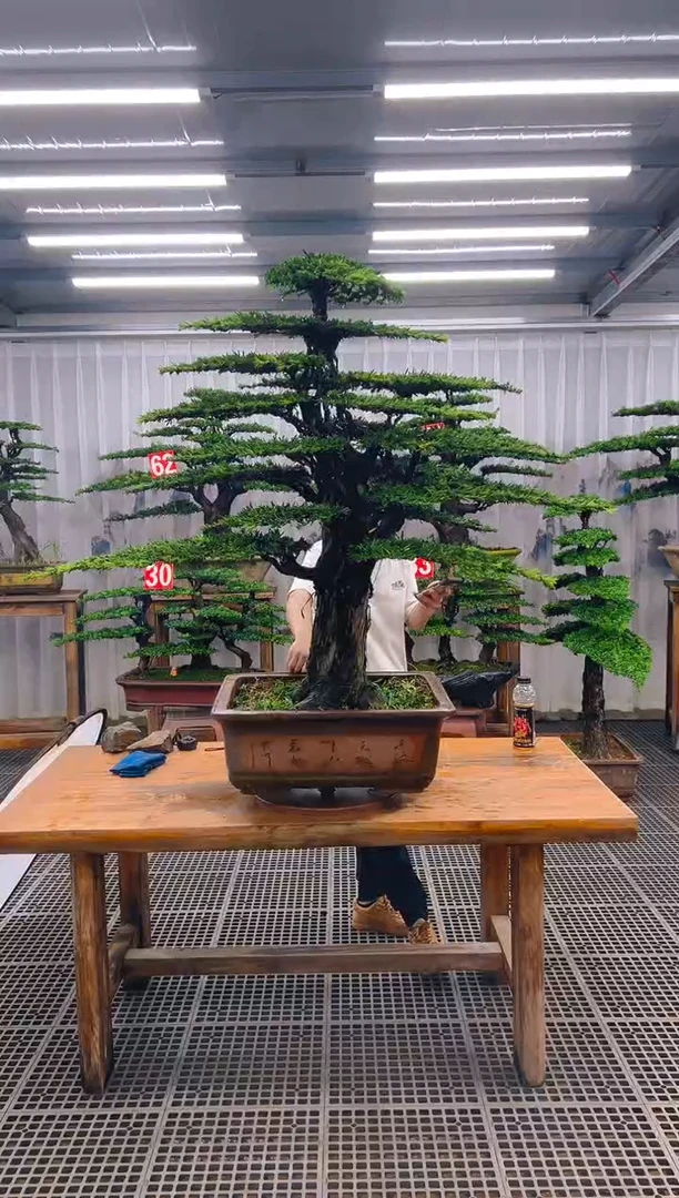 无花朵常*精品盆景直播间一物一拍