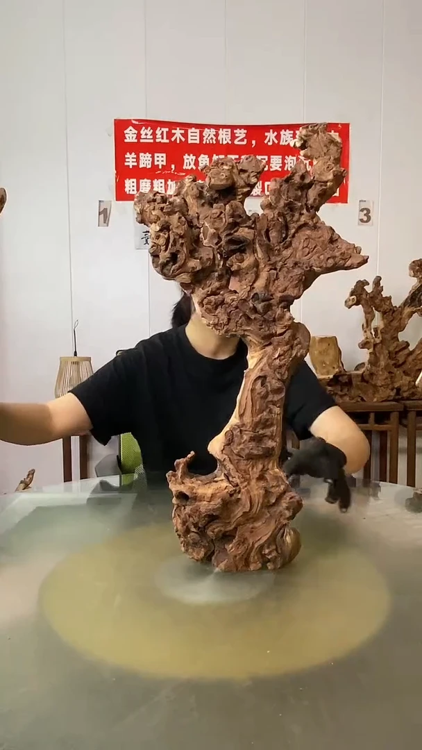 香榧木罗**君金丝红木 羊蹄甲