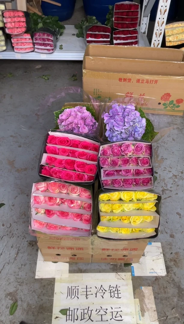 单头玫瑰40枝（任意2个品种）+小绣球1枝（任意色）