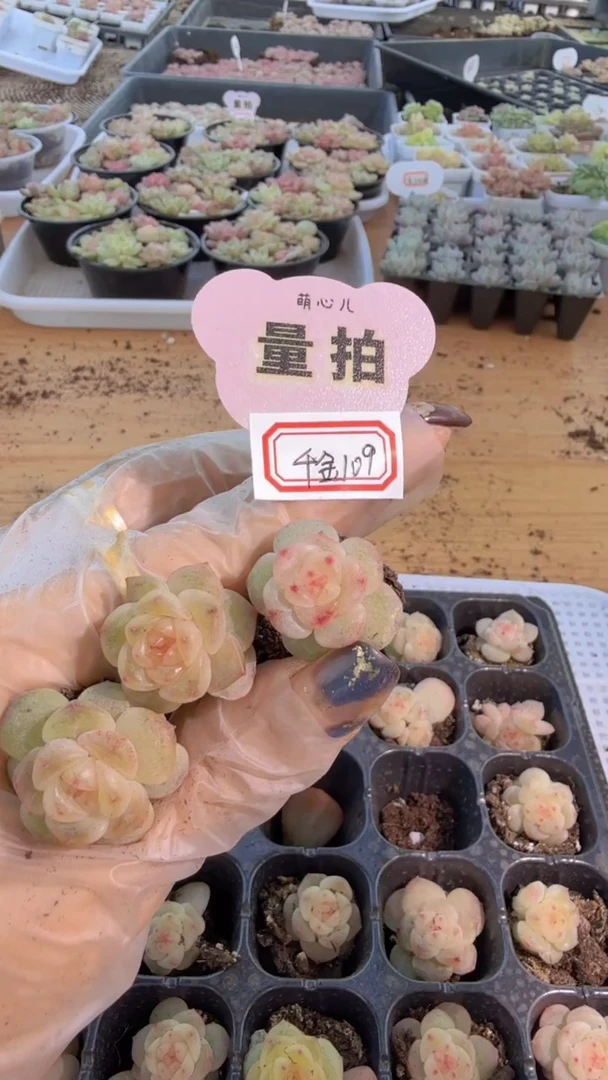 千金109单双混 3颗量拍混发 满9.9包邮