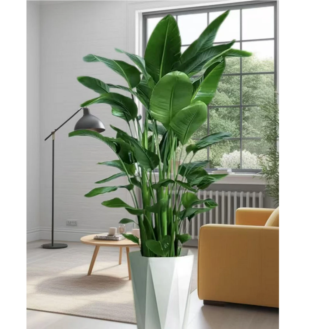 【一物一拍年底收官】超A级天堂鸟1.5-1.7m大型基地现场选苗润军