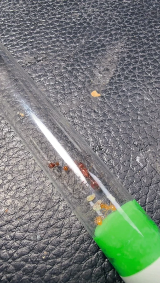 蚂蚁工坊388号巴