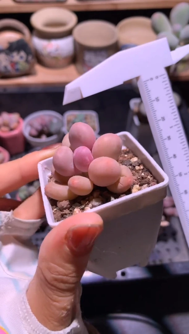 鱼*溪彩虹奶酪多肉哈哈