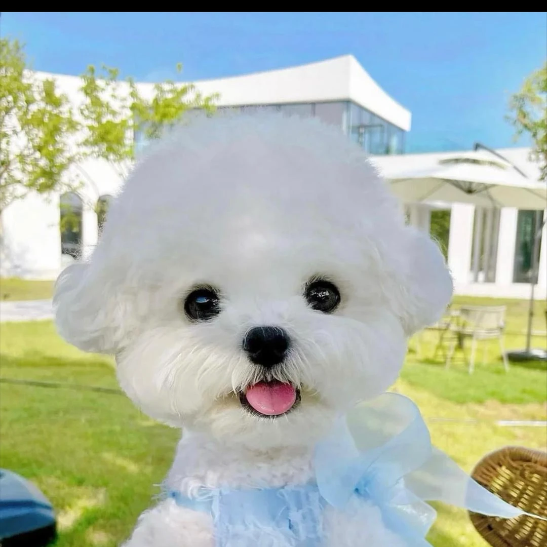 666萌宠36麦小狗纯种马尔济斯约克夏比熊灰泰迪雪纳瑞