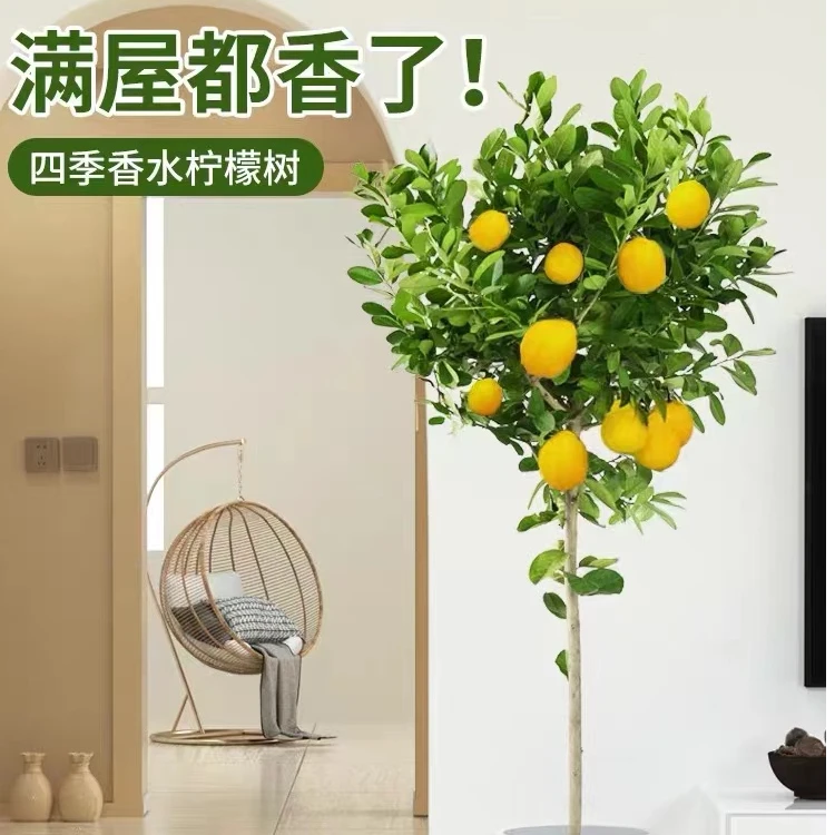 柠檬树盆栽带果老桩室内室外阳台花园种植