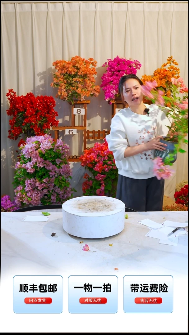 大部分开放少量花苞卡亚塔