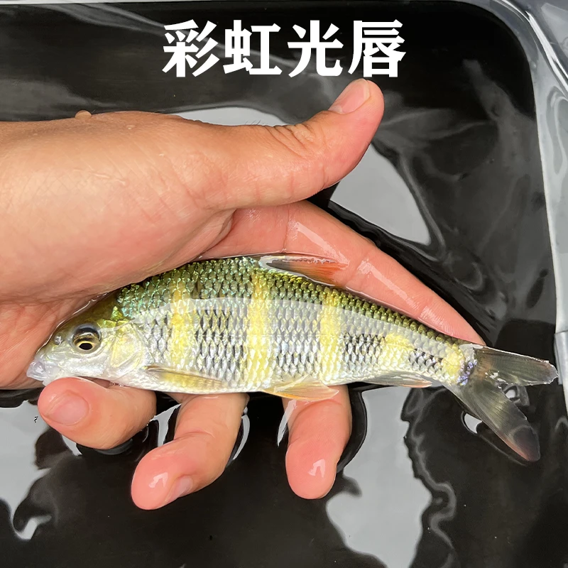 彩虹光唇 原生鱼 冷水鱼 溪流鱼 高颜值