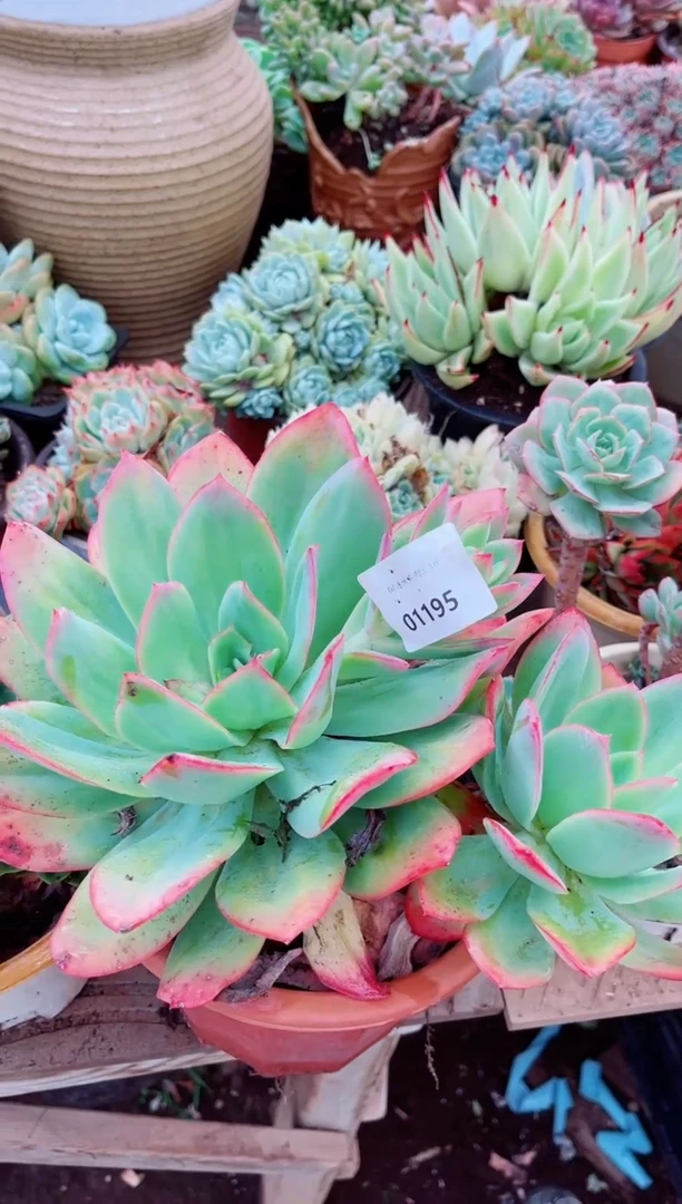 幸**生01199多肉植物一物一拍