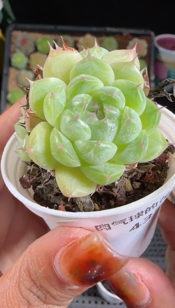 1103-435麦秆群不包整