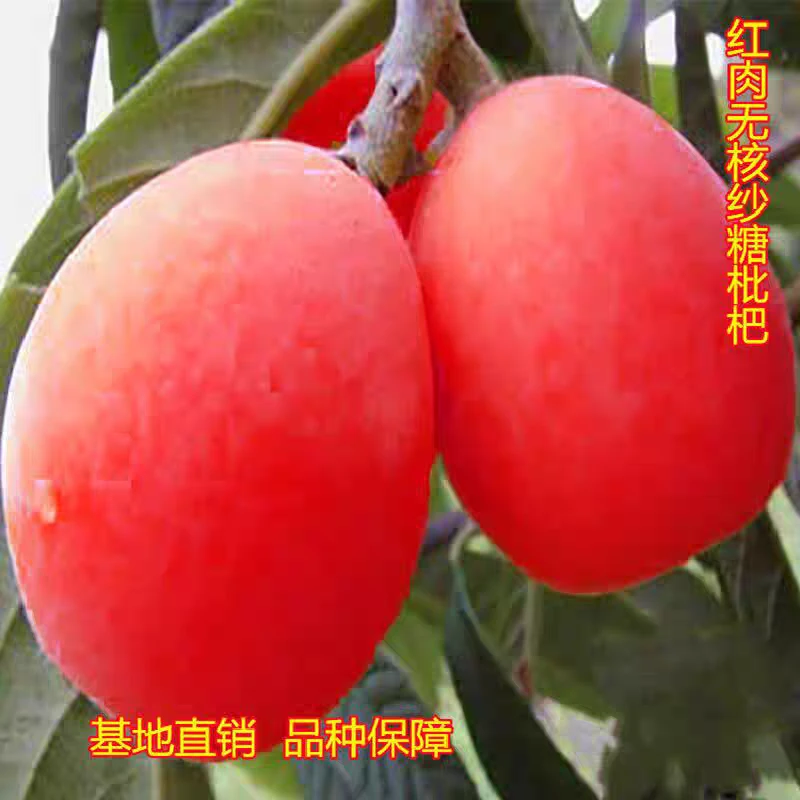 枇杷树苗红肉无核砂糖枇杷苗无籽苗新品南北方种植抗旱耐寒果树苗