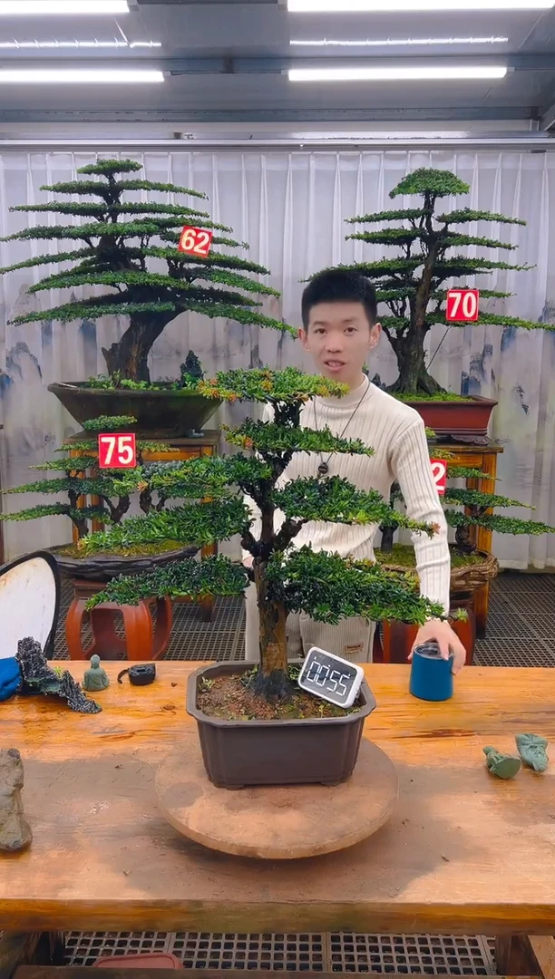 无花朵精品盆景直播间一物一拍