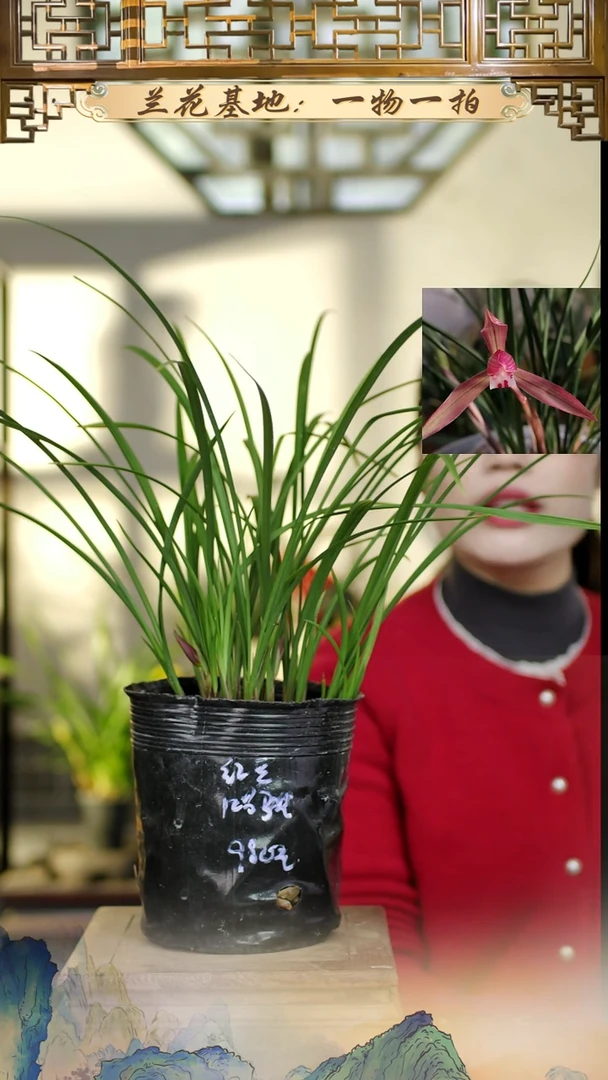 全部花苞春兰红豆12苗5花苞