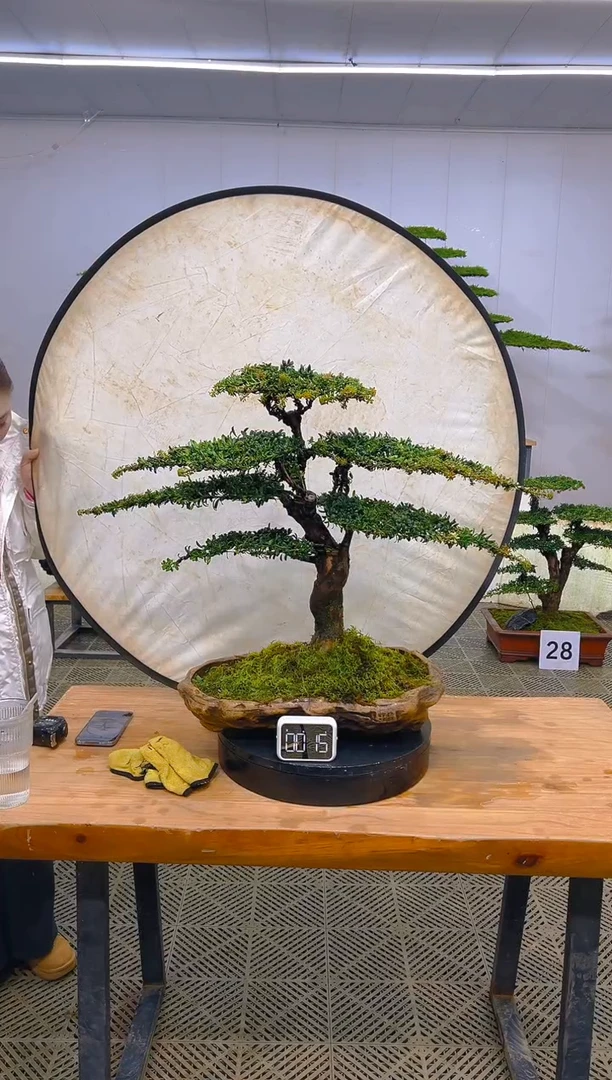 无花朵一物一拍一物一拍
