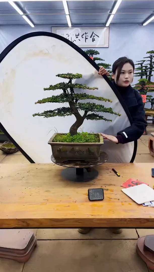 【闪购商品】高端盆景一物一拍，所见即所得