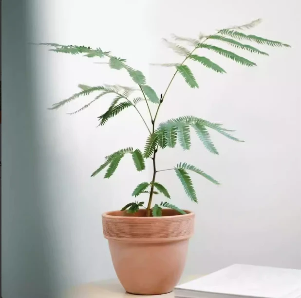 新货密叶猴耳环原盆子播苗（10个叶子起步）