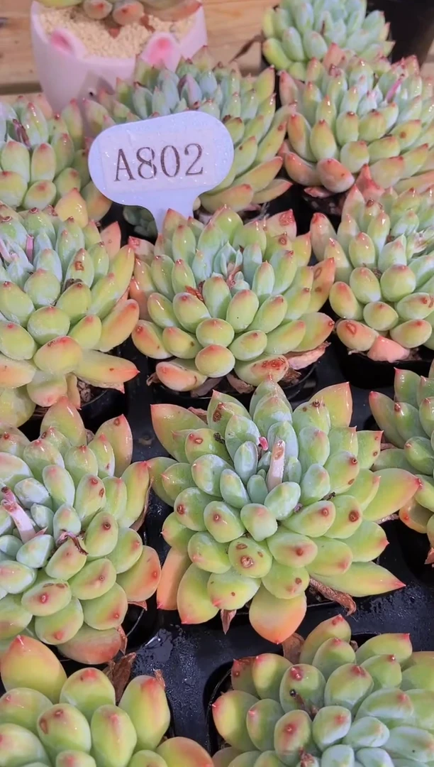 A802-焕影如雪单头带盆带土（量拍）