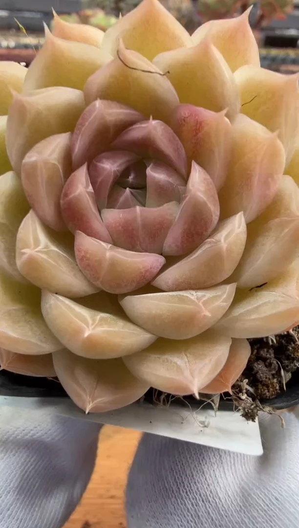 东云多肉园二店-231