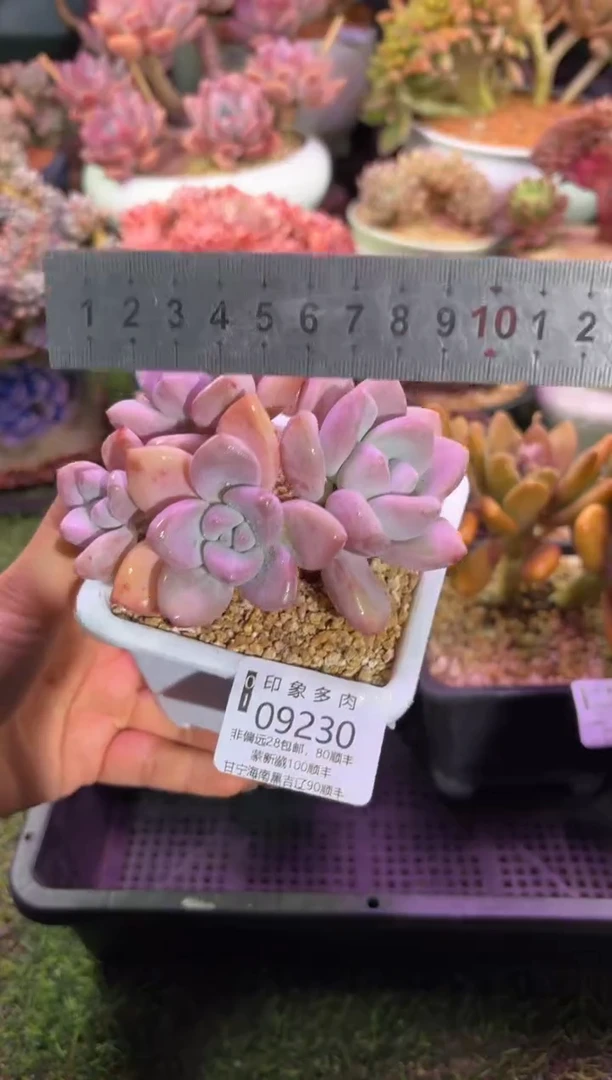 【闪购商品】09230