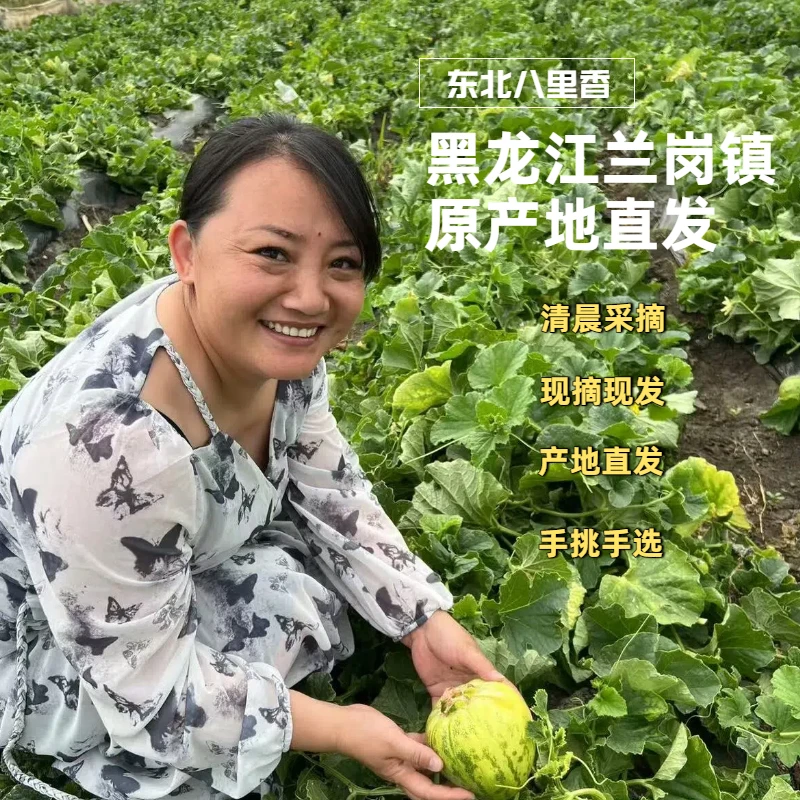 【顺丰包邮】东北八里香兰岗香瓜花美人甜瓜应季水果时令鲜果包邮