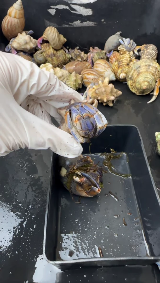 2.6口残联紫陆寄居蟹