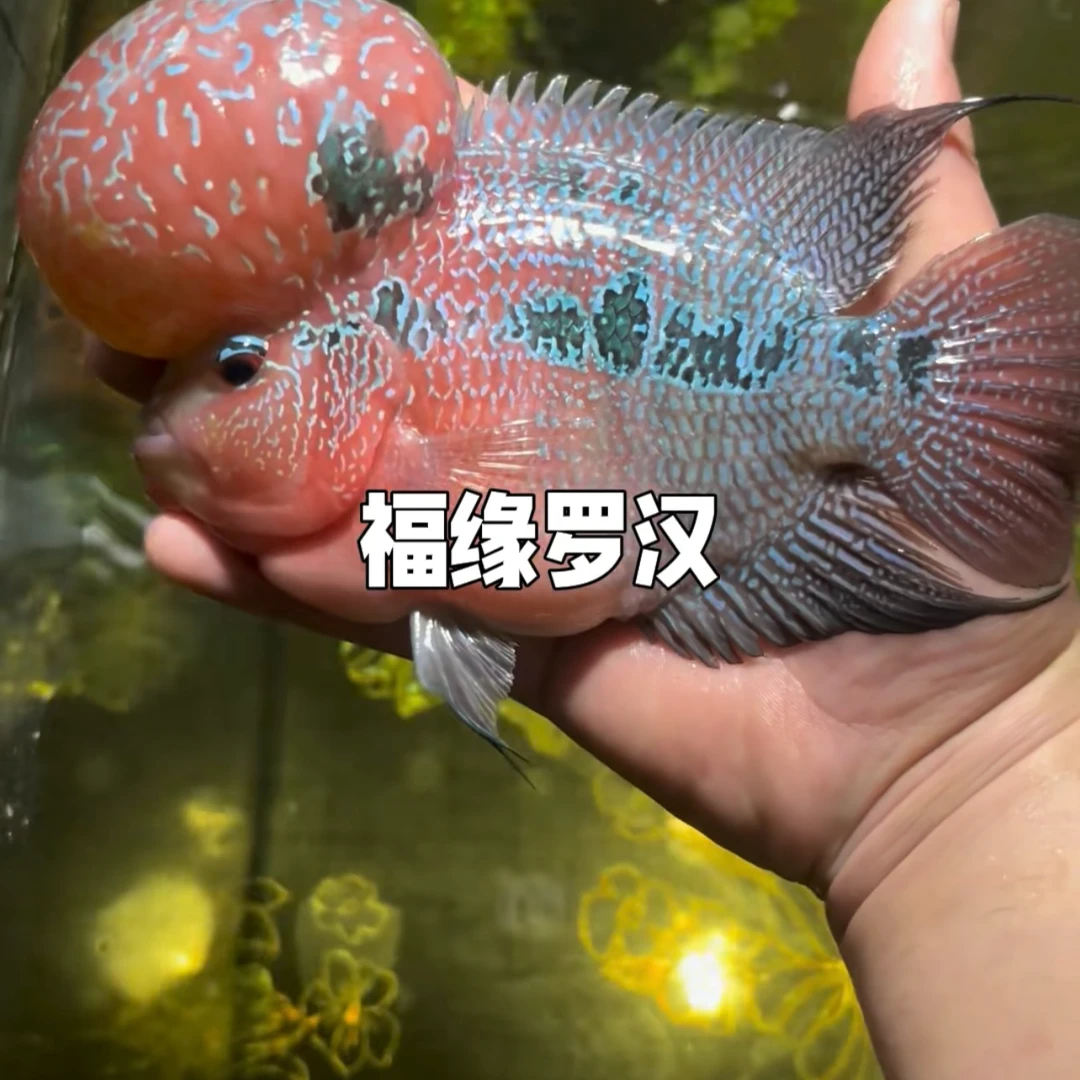 观赏鱼爆头精品罗汉慢拉线2