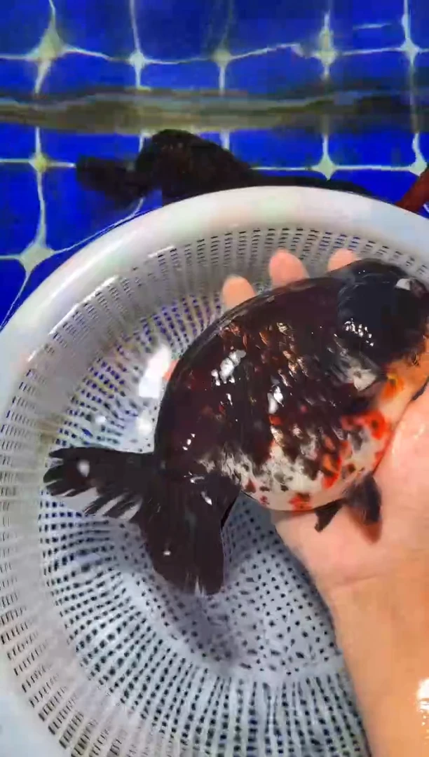 金鱼（运费自理，马印灯照射）福州追鱼兰寿金鱼