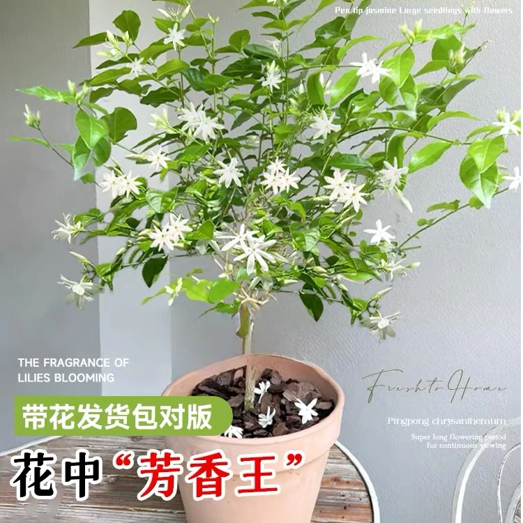 香水笔尖茉莉花盆栽树苗四季开鲜花卉茉莉带花苞驱蚊室内外南北方