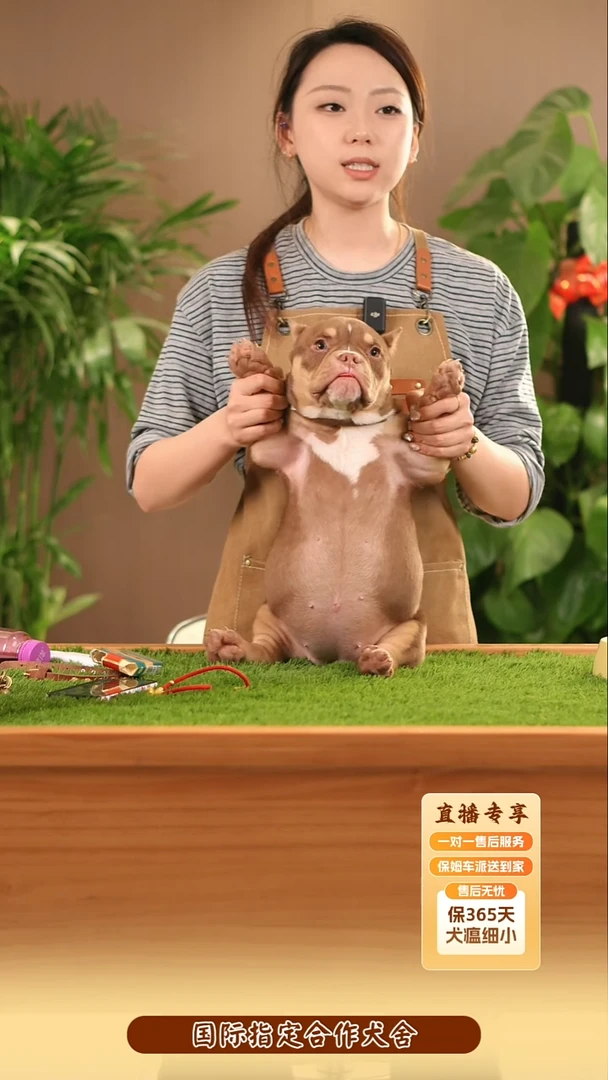 恶霸犬红三色小母