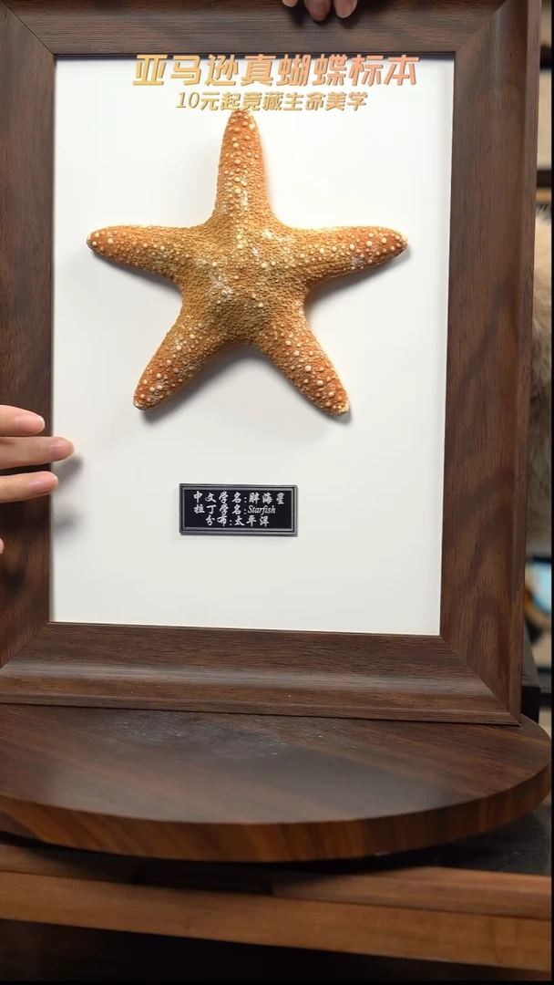胖海星标本摆件