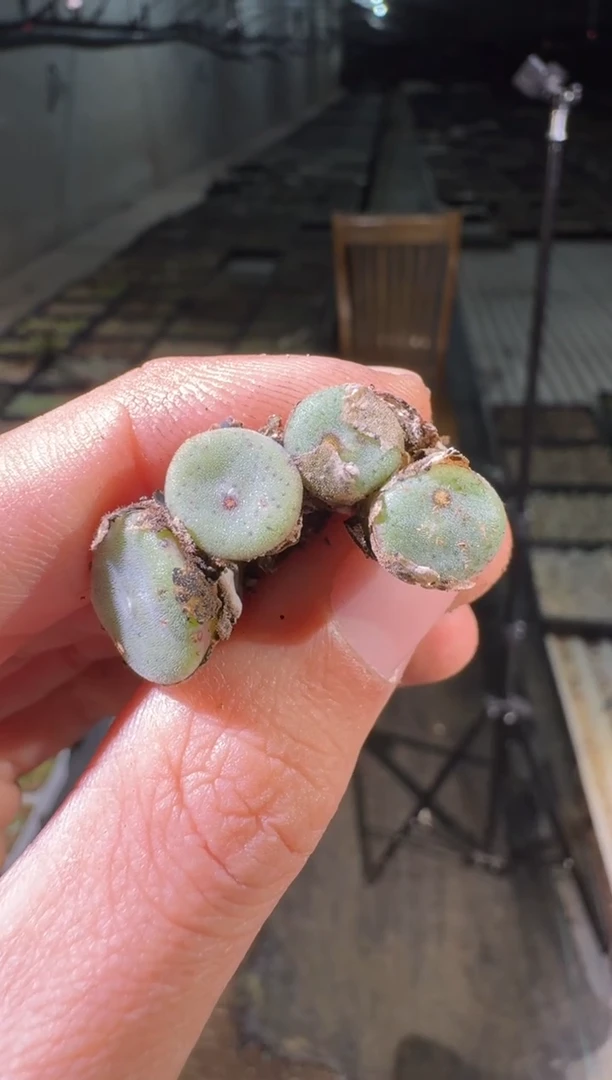 多肉植物肉锥一颗170