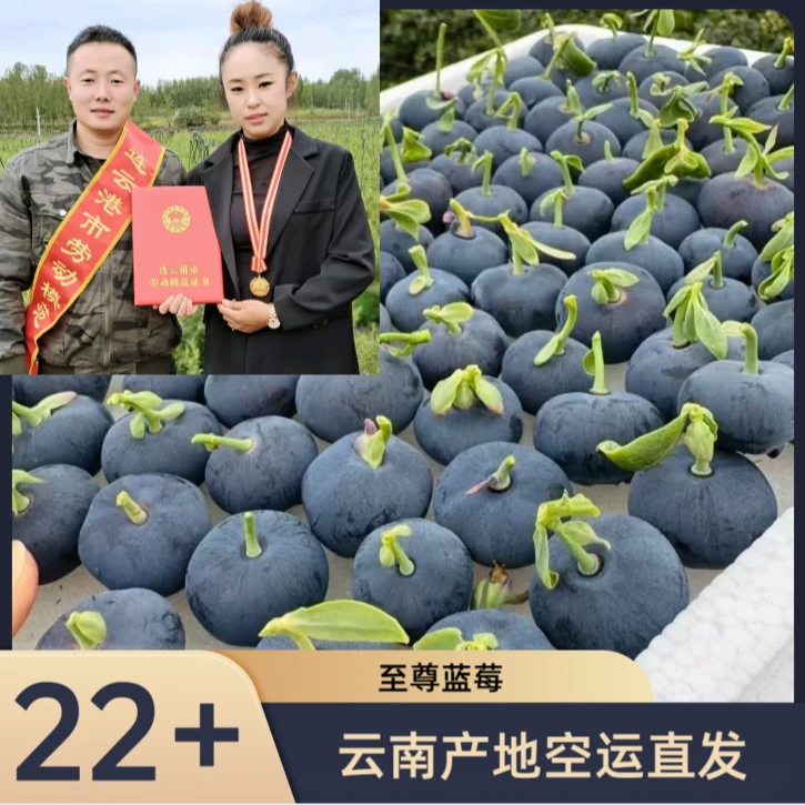 SSS【22mm+】至尊莓蓝莓云南产地空运直发（孕妈宝宝专享）