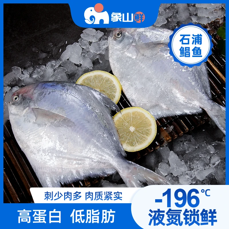 象山鲜东海捕捞大白鲳银鲳鱼液氮锁鲜5-6两左右包邮新鲜海鲜水产