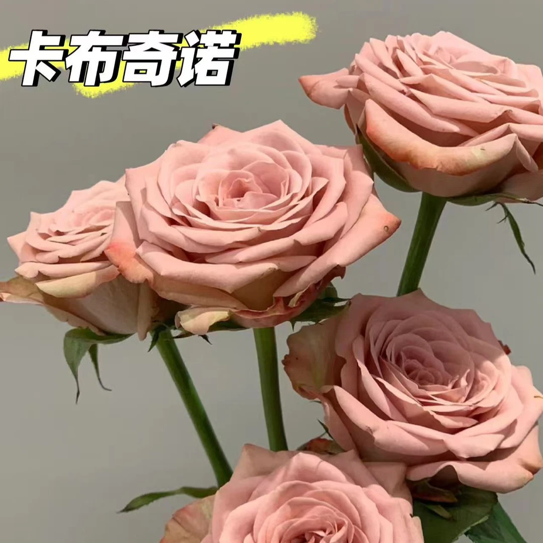 （漯河小时达.复古浪漫）卡布奇诺10支.全场任意三单送花瓶一个.下单可选自提