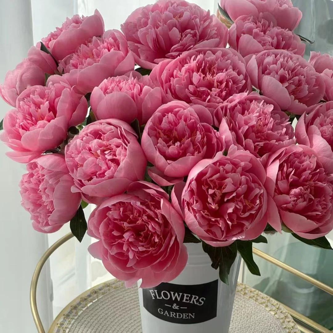 山东重瓣芍药鲜花进口落日珊瑚鲜切花水养插花婚礼手捧花母亲节花
