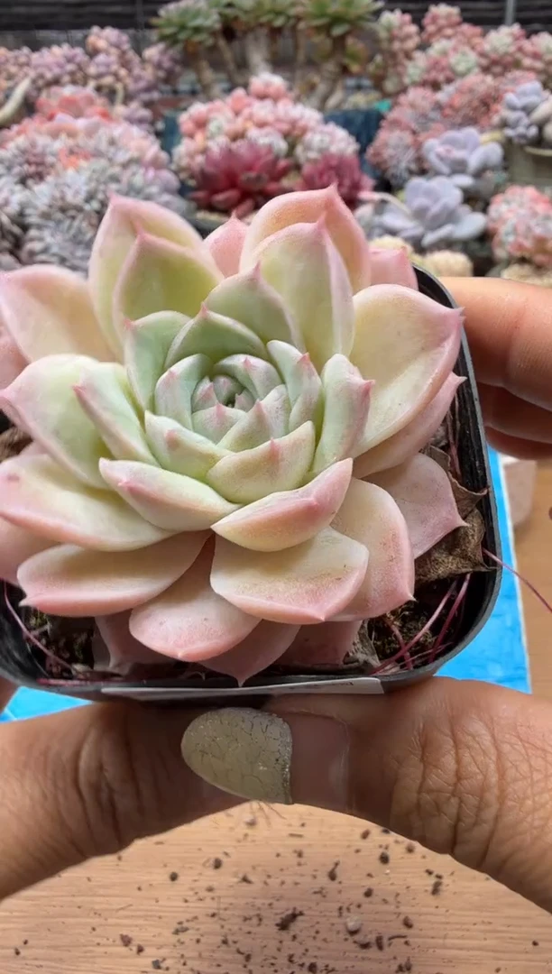 东云多肉园二店-115