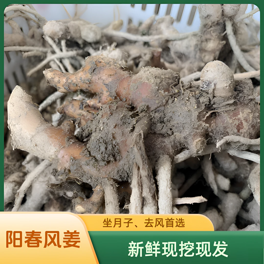 阳春风姜月子姜月婆姜高良姜煲鸡汤好姜