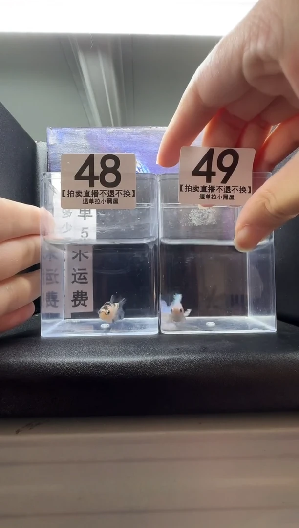 斗鱼母鱼编号：48-49