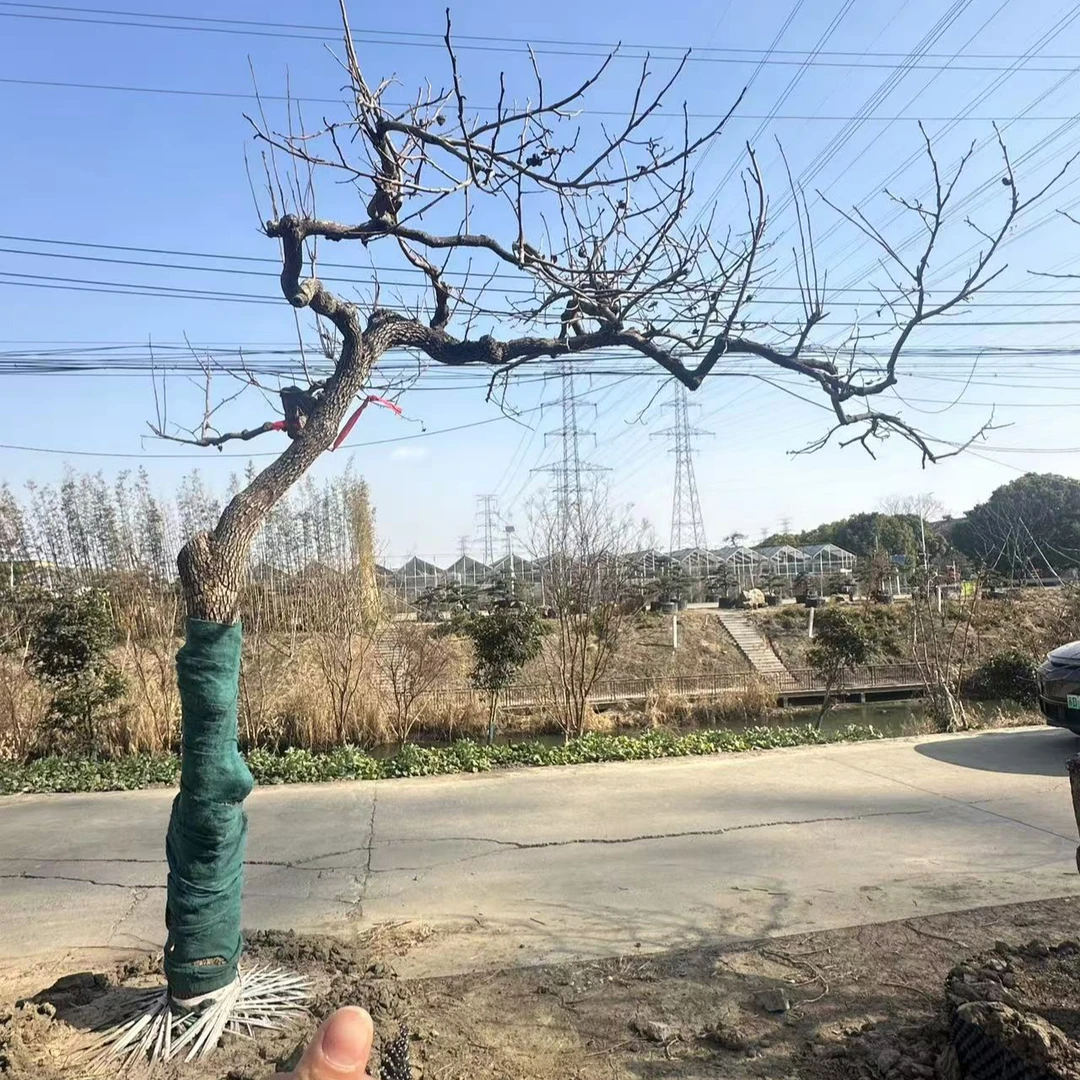 庭院主景树 奶油柿子树 柿柿如意